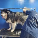 멍스바스 이미지