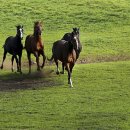 요동목장 이미지