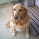 도그패밀리 이미지