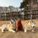 도그파파안 이미지