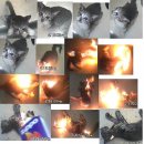 금고양이 이미지