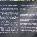 월정사 부도군 이미지