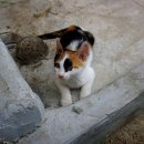 루나동물병원 이미지