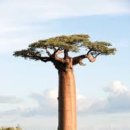 킹스가든 이미지