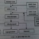 고지혈증 치료제 - HMG Co A 환원효소 억제제 이미지