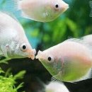 해물박사 이미지