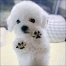 도그애견 이미지