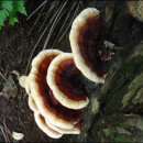 아카시아재목버섯(장수버섯) 이미지