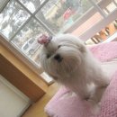 강생이네 이미지