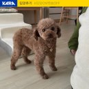 앤폴펫츠 | 향이 입양후기