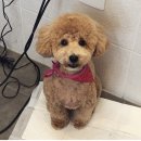 파주애견미용센터 이미지