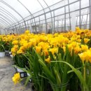 선바위농원 | 후리지아(Freesia) 꽃 &lt;선바위 화훼농원 봉사3&gt;