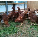 행복한신선농장 이미지