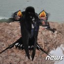 새천년종묘농약사 이미지