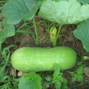 호박민박 이미지