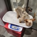 몰리스펫샵(스타필드 하남) 이미지