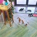 펫더제인 - 용인시 기흥구 구성로279번길 2 | 반려동물 사진관 펫더제인 스튜디오 후기