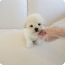 인천강아지분양 홍스퍼피 본점 이미지