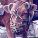 워낭소리 이미지