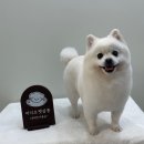 아지오펫살롱