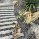 서쪽벳디 | 🏡 제주 서쪽 감성숙소 “서쪽벳디”