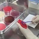 광선축사 이미지