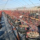 통큰농장 이미지