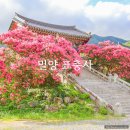 표충사호국박물관 | 경남 밀양 표충사 배롱나무 명소 위치 포인트 주차장 밀양팔경(8경) 후기