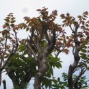 참죽나무 이미지