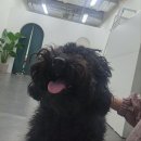 도리앤펫 이미지