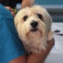 헤이븐동물병원 이미지