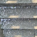 죽계사 | 청주 벚꽃 명소 길상사 (벚꽃나무는 엄청 큰데 사람 별로 없음)