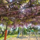 대상초등학교 | 등나무꽃 보러 대상초등학교 가다 (+ 대저생태공원)