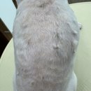 모들펫살롱 이미지