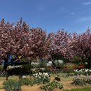 농업기술센터 화장실 | 당진 겹벚꽃 명소🌸당진농업기술센터 겹벚꽃 후기 (튤립 개화상황까지)