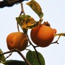 월하초당 이미지