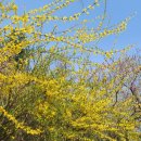 천아트:꽃으로 물들이다 이미지