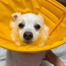 구름강아지 | 구름이 항암 일기 : 강아지 소장 선암종 수술 후기 수술경과 관찰하기 / 상처사진있음주의