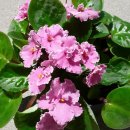 바이올렛 이미지