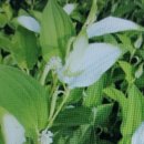 삼백초