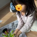 올리브나무 이미지