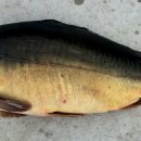 오궁낚시터 이미지