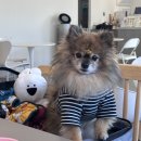 AND ROY(앤드로이)