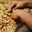 예가체프 이미지