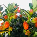 우리복어 이미지