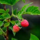 산딸기 - 김해시 번화1로68번길 19 | 산딸기