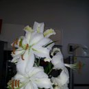 카사블랑카 이미지