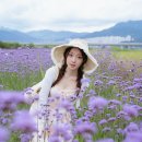 부산 여행 대저생태공원 동화속 버베나 꽃 인물 사진 후기 촬영 팁