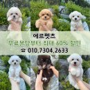 에르펫츠강아지분양고양이분양