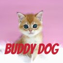 버디독 고양이분양 강아지분양 안심분양센터 인천점 이미지